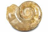 Jurassic Ammonite (Hemilytoceras) Fossil - Madagascar #283466-1